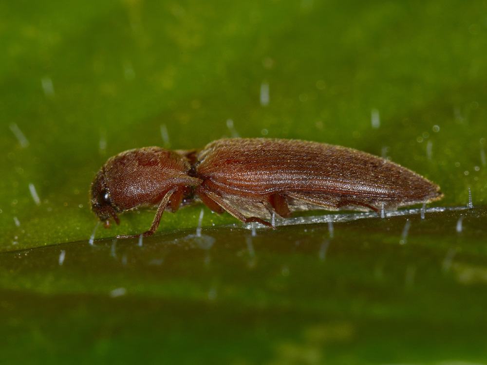 Agriotes litigiosus